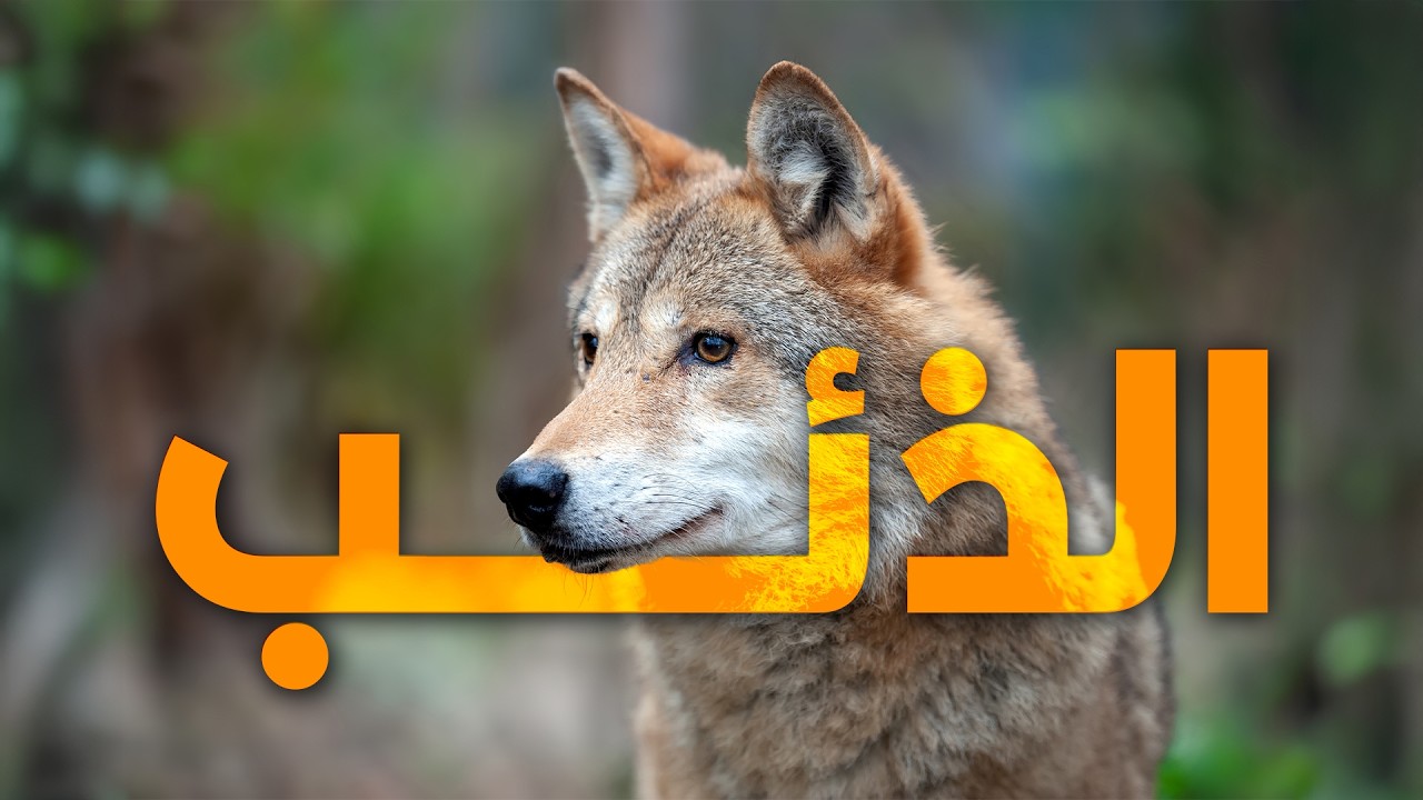 الذئب | الملك الغير متوج