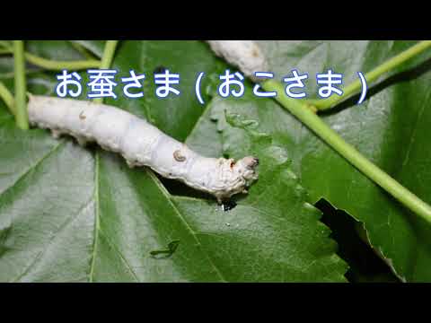 カイコのライフサイクル