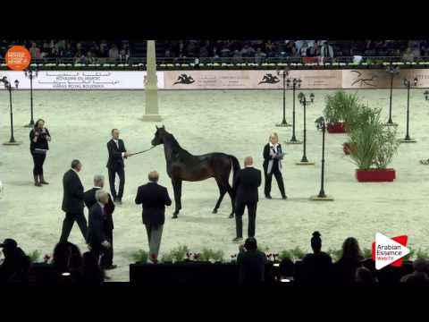 2ND - N.94 AMAAR AL NASSER - Paris 2016 - Colts 2-3 years old (Class CM5 A)
