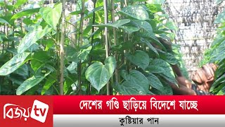কুষ্টিয়ার পান যাচ্ছে মধ্যপ্রাচ্যে ।