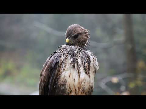 William Bland: Song of the Great Hawk - Kevin Gorman, piano
