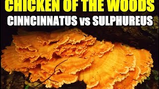 Chicken Of The Woods Mushroom Laetiprous Cinncinnatus vs Laetiprous Sulphureus Identification
