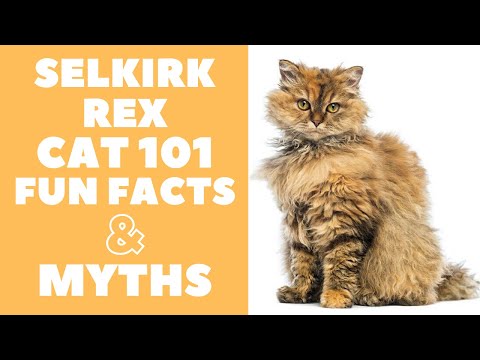 Selkirk Rex Cats 101 : Fun Facts & Myths