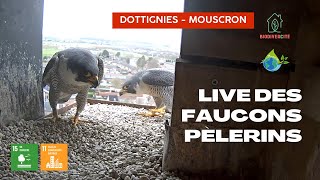 Hainaut · Dottignies · Faucon · Église live stream