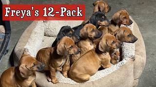 Video preview image #1  Breeder Profile in FRESNO, CA, USA