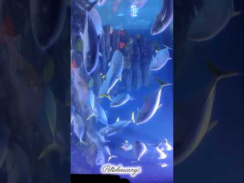 Biggest monster fish in Tunnel aquarium #shark #monsterfish #predatorfish #shorts #trending