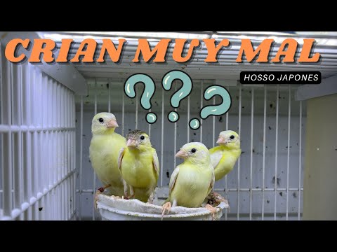 CANARIOS DIFICILES DE CRIAR  LOS HOSSO JAPONES 🐣