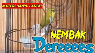 Download lagu pleci buxtoni nembak deres ngotot geter geter| pleci bustomi gacor nembak materi pleci Banyu langit mp3