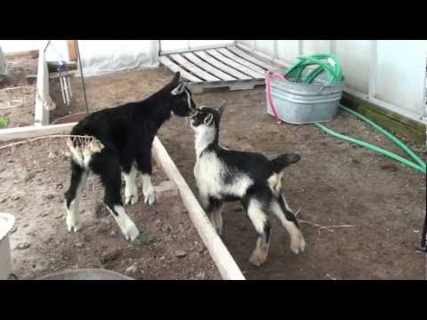 image-Can Alpine goats be all white?