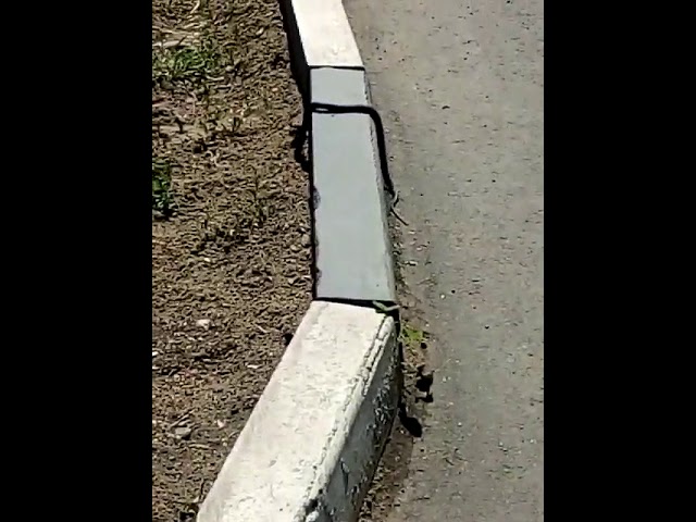 Тәтешнең Свердлов урамында менә шундый тузбаш елан очрады