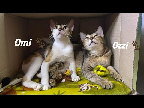 Cats funny video || Ozzi and Omi || Cats playing with water ||Funny reaction || Funny moments