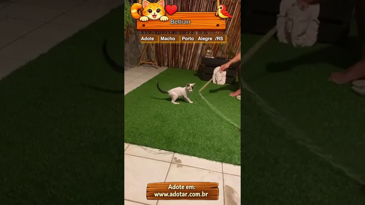 Gato raça SRD-ViraLata idade 2 a 6 meses nome Beltran 