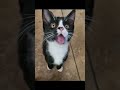 Meet Figaro The Newest Tux Kitty