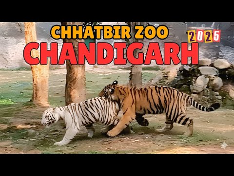 Chhatbir Zoo in Chandigarh | Zoo Ticket Price & Timings 2025 #chhatbirzoo #chandigarh