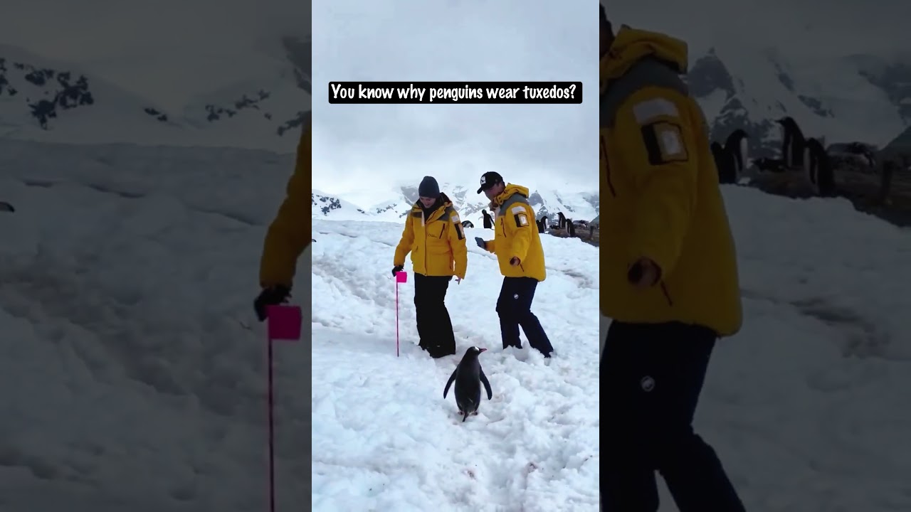 Polite Penguin Waits Patiently Like a True Gentleman 🐧❤️ #shorts
