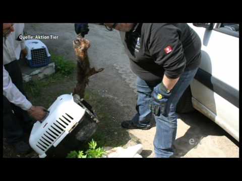 Exakt - Animal Hoarding Teil 1