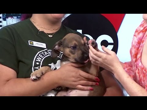 Animal Defense League pet adoption candidate: Dune