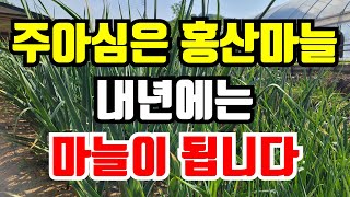 주아로심은 홍산마늘 관리요령