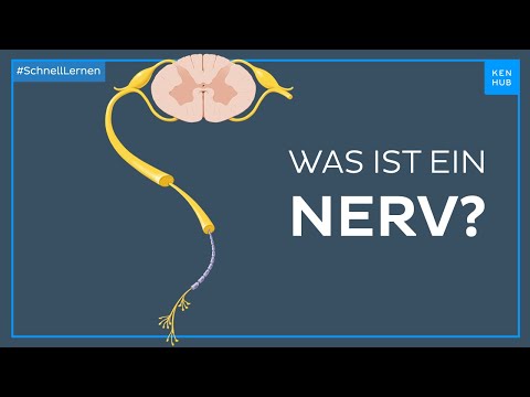 Was ist ein Nerv? - Anatomie einfach erklärt | Kenhub