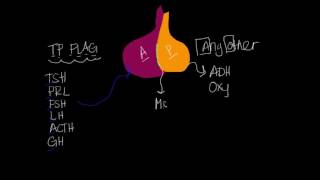 Pituitary Gland & Hormones: SUPER SIMPLE!