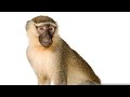 THE SMARTEST MONKEY IN THE WORLD
