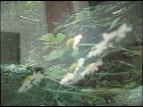 Morning Hollow - Sparklehorse