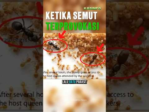 Ternyata Ngga Cuma Manusia yg Mudah Terprovokasi ?! #shorts