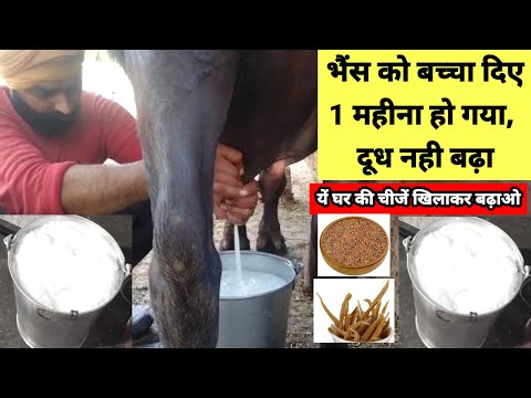 भैंस को बच्चा दिए 1 महीना हो गया, दूध नही बढ़ा | Dudh kaise badhaye #dudh #milk #udder #levti #fat