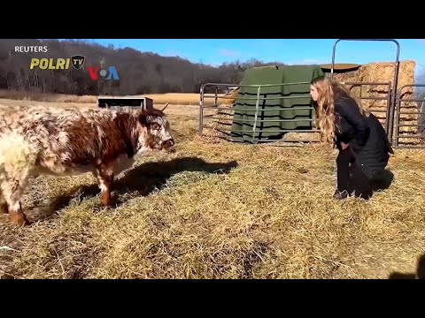 VOA - BERGAIRAHNYA USAHA AGROWISATA SEBAGAI BISNIS SAMPINGAN PETERNAK