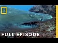 Australia S Deadliest Coast Full Episode When Sharks Attack There Will Be Blood