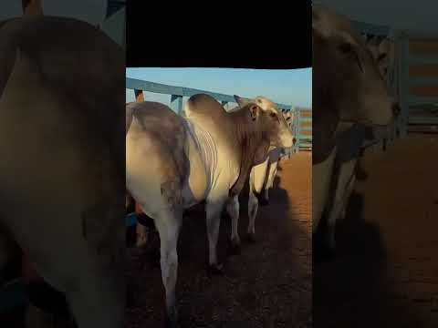 4 Touros Nelores com Registro Definitivo: 13.000 reais cada em Ocara/ Ceará. Whatsapp 84 99810 2784*