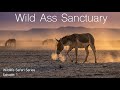 Wild Ass Sanctuary Little Rann Of Kutch Wildlife Safari Series Ep 1