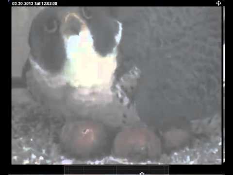 3/30/2013 12:03:26 PM  Visible Pip in Egg