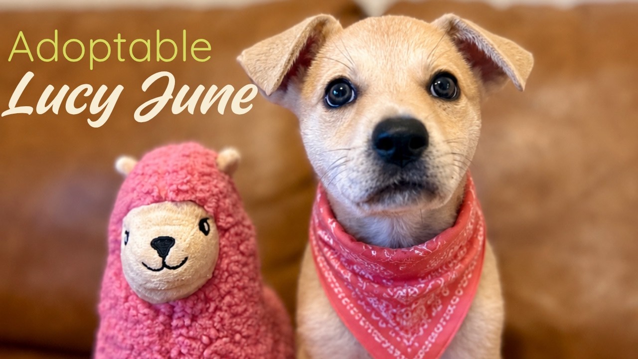 Enlarge Lucy June Scout, a Adoptable mixed breed in Friendswood, TX video 6/6