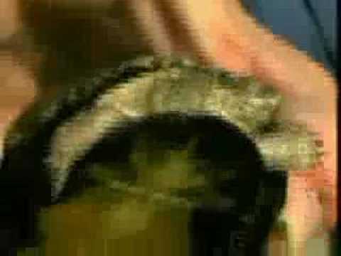 Djuma Marsh Terrapin 07-Oct-07