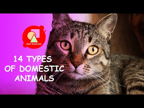 14 Types of Domestic Animals