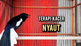 Download lagu kacer gacor NGEPLONG tarung ini paling ampuh buat PANCINGAN KACER agar EMOSI NYAUT mp3 Download lagu kacer gacor NGEPLONG tarung ini paling ampuh buat PANCINGAN KACER agar EMOSI NYAUT mp3