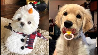 Filhotes Fofos Fazendo Coisas Engraadas