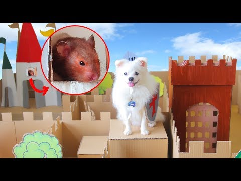 Snowball Dog Rescues Hugo Hamster In Cardboard Maze