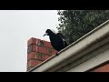 australian magpie incredible mimick