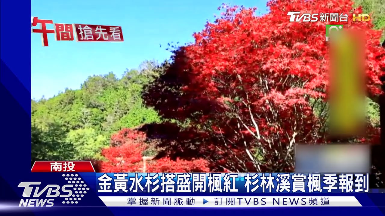 金黃水杉搭盛開楓紅　杉林溪賞楓季報到