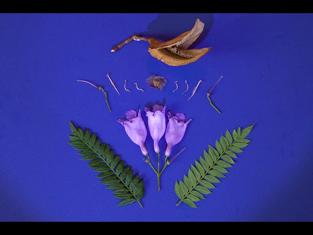 Videouttalande av jacaranda mimosifolia Engelska