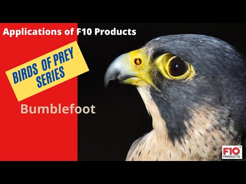 Birds of Prey series:  F10 Products applications in Pododermatitis (Bumblefoot disease)