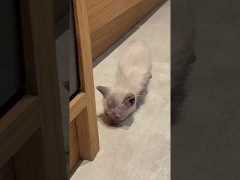 Vídeo de PITOCO