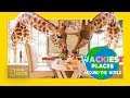 Epic Giraffe Feeding | Wackiest Places Around the World