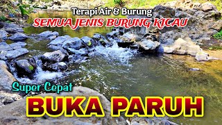 Download lagu Get Any Songbird Singing Fast: Water & Forest Sound Therapy mp3
