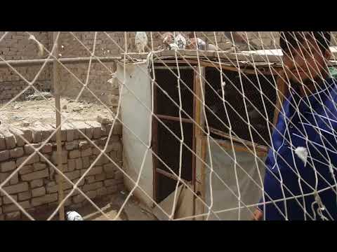 ustad yasir ke pigeons