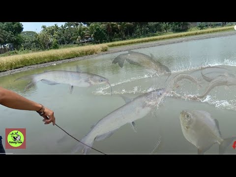 Most Satisfying Big Cast Net Fishing in The River Video - TRADITIONAL NET FISHING  ▶107 EP