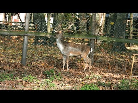 Łabuńki Pierwsze - Mini Zoo Piękno Przyrody cz 169