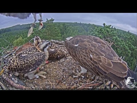 2017/07/11 18h16m ~Teo brings two fishes, Peksis is trying to eat himself~